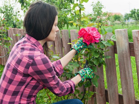 A woman wearing a pink and purple checkered shirt and garden gloves is tending to a flowering shrub in a backyard garden. The garden features a wooden fence with vertical planks, lush green foliage, and a well-maintained lawn area. In the background, there are trees and possibly other garden plants, with natural daylight indicating a clear or partly cloudy day. The scene is part of a landscaped outdoor space that could be typical of gardens in Southwark, London, with planting beds and natural soil visible. The woman's focus is on pruning or caring for the vibrant pink roses, contributing to garden maintenance and enhancement activities that landscapers such as Landscapers Southwark may perform to improve outdoor spaces for clients.