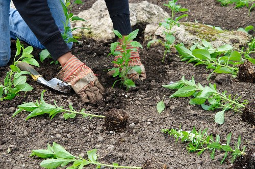 The image shows a person dressed in dark clothing and gardening gloves, planting young shrubs or small plants into well-prepared soil in an outdoor garden space. The garden features a neat, organized layout with a defined border of soil and plants arranged in rows. Surrounding the planting area, there are other green foliage and small plants, indicating a healthy, thriving garden environment. The soil appears dark and fertile, with a textured surface suitable for planting. The background suggests a landscaped yard possibly within a residential or community garden in Southwark, with natural daylight illuminating the scene under mild weather conditions. This scene reflects professional gardening or landscaping work, likely carried out by companies such as Landscapers Southwark, to enhance outdoor spaces with planting and soil cultivation services.