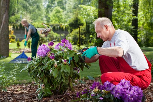 A professional gardener from Landscapers Southwark is shown tending to a thriving garden in Southwark, with lush trees and greenery in the background. The gardener is wearing a white shirt, red gardening trousers, and bright blue gloves, carefully pruning or inspecting a large flowering shrub with vibrant purple and pink blooms. The front of the garden features a well-maintained flower bed bordered by dark soil, with additional plants and flowers adding colour contrast. A spacious lawn area with dense, healthy grass extends towards the background, where a person in a grey top and dark trousers is seen raking or working on the grass. The scene is set under natural daylight, suggesting a clear, warm day, and the overall scene illustrates a well-kept outdoor space suitable for various gardening and landscape enhancement services offered by Landscapers Southwark, aligning with their local expertise in garden and outdoor area maintenance and repair.