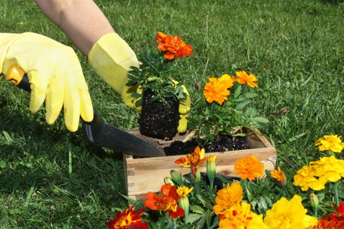 A gardener wearing yellow rubber gloves is planting a vibrant orange flowering plant into a rectangular wooden planter box outdoors. The planter is situated on a well-maintained lawn with lush green grass visible in the background. Around the planter, there are several flowering plants with bright orange and yellow blossoms, creating a colourful border. The scene appears to be in a residential garden or landscaped outdoor space, with natural daylight illuminating the foliage and flowers. The soil in the planter looks moist, indicating recent planting activity. The gardener’s arm and gloves are partially visible, focusing on the hands as they position the plant carefully into the soil. This type of gardening work reflects professional outdoor maintenance and planting services offered by companies such as Landscapers Southwark, often focused on enhancing garden aesthetics and plant health in urban or suburban environments near Southwark or across London.