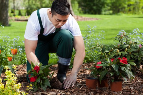 A gardener in casual clothing is shown crouching in a well-maintained front garden in Southwark, tending to a variety of potted poinsettias with red and pink bracts. The garden features a lush, green lawn with a backdrop of mature trees, providing a natural setting. The planting bed is layered with brown mulch, highlighting the vibrant colors of the plants, and is bordered by a neatly edged grass area. The scene is set outdoors on a bright, sunny day, with the gardener carefully handling the plants, demonstrating professional gardening and landscaping work in a residential outdoor space. The environment reflects a tidy and structured landscaped yard, suitable for gardening services from local providers like Landscapers Southwark, emphasizing detailed plant care and garden maintenance that enhances curb appeal and outdoor aesthetics.