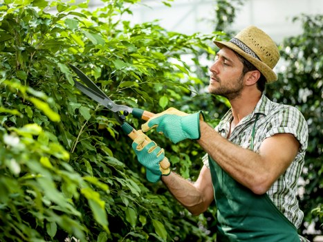 A man wearing a straw hat, green gardening gloves, and a checkered shirt is trimming dense green hedges in a well-maintained backyard. The garden features a neatly edged lawn with vibrant grass in the foreground, and a variety of shrubs and small trees in the background. The hedge extends across the middle of the outdoor space, bordered by a paved patio area with clean, smooth stone surfaces. Bright natural daylight illuminates the scene, highlighting the lush foliage and the man's focused expression as he uses pruning shears to shape the hedge. The garden environment appears tidy and landscaped, reflecting professional gardening care, possibly provided by landscapers Southwark, who specialise in outdoor maintenance and garden transformation services across Southwark and the surrounding areas. The setting suggests a private residential garden, emphasizing natural tones of green, brown, and stone textures, with the overall scene demonstrating meticulous outdoor upkeep suitable for enhancing home garden aesthetics and functionality.