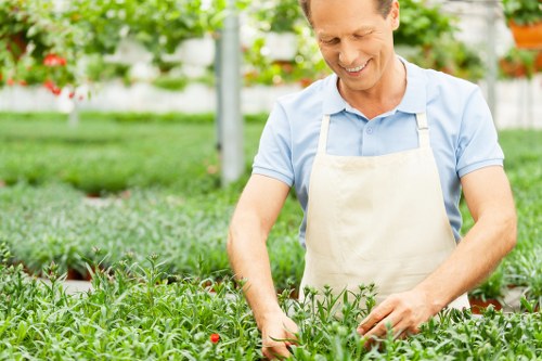 A man wearing a light blue shirt and beige apron is tending to a well-maintained garden with neatly trimmed green shrubbery and rows of growing plants, possibly tomato plants with small red fruits, in an outdoor setting that appears to be a greenhouse or garden nursery in Southwark. The garden features a mix of lush greenery, with the foreground displaying dense foliage and the background showing additional plants and structural elements of the greenhouse, such as metal support poles and bright, diffused sunlight filtering through the transparent roofing. The scene reflects professional gardening and landscaping work typical of services offered by Landscapers Southwark, with a focus on outdoor plant care and garden cultivation in an urban environment, capturing natural tones of green, red, and brown under soft daylight conditions.