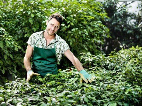A male gardener with a friendly expression, wearing a green apron over a light-colored checked shirt, tending to a lush, well-maintained hedge in an outdoor garden setting. The garden features dense greenery, including a variety of shrubs and plants, with a neatly trimmed hedge in the foreground and taller trees and foliage in the background, suggesting a landscaped backyard. The scene is brightly lit with natural sunlight, indicating clear weather. The gardener is using hand tools and appears to be trimming or maintaining the hedge, which is composed of small, healthy, dark green leaves. The environment shows a tidy, vibrant outdoor space typical of professional gardening services in Southwark, with well-organized plant growth and a clean, natural aesthetic that supports ongoing landscape care efforts by companies like Landscapers Southwark.