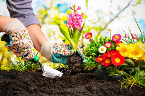 Healthy trees maintained through expert lopping services