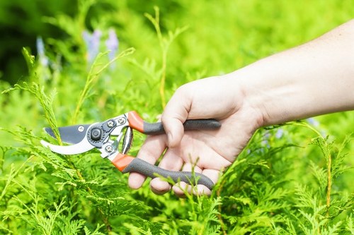A close-up view of a person's hand holding pruning shears, actively trimming green ferns and foliage in a well-maintained garden. The garden includes a lush, vibrant lawn with dense, healthy grass, bordered by a variety of shrubs and trees in the background. The scene is set outdoors on a bright, sunny day, with natural light highlighting the rich green tones of the plants. The gardening activity and plant arrangement reflect professional lawn and garden care services typical in Southwark, supporting outdoor landscaping and maintenance for residential or commercial properties. The focus on plant pruning and trimming demonstrates the importance of garden upkeep, aligning with services offered by companies like Landscapers Southwark specializing in gardening and landscaping improvements in the local area.