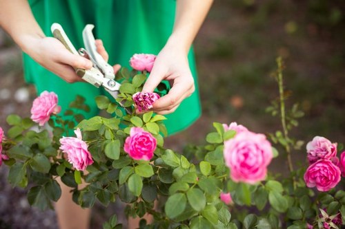 A person wearing a green shirt is shown pruning a lush rose bush with pink blooms using garden pruners, set in a well-maintained outdoor garden space. The rose bush has dense green foliage with vibrant pink flowers at various stages of bloom, some fully open and others still in bud form. The garden features a soil bed or mulch surrounding the plant, with a few tall, slender plants visible in the background. The scene is illuminated by natural daylight, suggesting a clear or partly cloudy weather condition. The image reflects typical gardening activities related to shrub or flower bed maintenance, which a professional gardening service such as Landscapers Southwark would support for residents seeking landscape enhancement and lawn or garden care in the Southwark area, near postcode SE1 or SE, contributing to a neat, attractive outdoor environment.