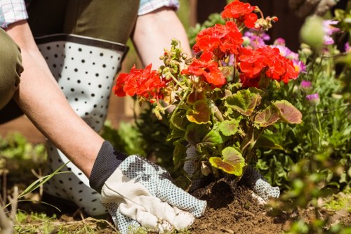 A close-up view of a landscaped garden area during the daytime, featuring a vibrant red flowering plant in the foreground with large, ruffled petals and green leaves. Surrounding the plant are patches of dark brown soil, some with small stones, and a variety of other plants with pink and purple flowers in the background, creating a colourful and lush outdoor environment. The garden appears well-maintained, with a neat arrangement of flowering beds and defined borders. The natural lighting suggests a partly sunny day, enhancing the vividness of the plant colours. This outdoor garden scene reflects professional gardening and landscaping work, possibly in an area serviced by Landscapers Southwark, demonstrating their expertise in cultivating attractive garden features suitable for residential or commercial properties in Southwark or nearby areas.