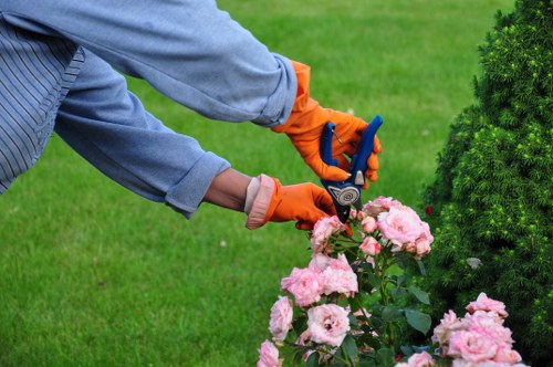 A gardener wearing a grey long-sleeved shirt and bright orange gloves is trimming light pink flowering bushes in a well-maintained backyard garden in South London, close to Southwark. The garden features a neatly mown green lawn in the foreground, alongside a flower bed with blooming pink roses. To the right, there is a dense, dark green shrub or small tree providing natural privacy and structure to the outdoor space. The background shows a lush, evenly shaped hedge, and the overall setting appears bright with dappled sunlight suggesting a clear, sunny day. The gardener is using hand shears to carefully prune the flowering plants, demonstrating outdoor maintenance work typical of professional gardening services like those offered by Landscapers Southwark. This scene emphasizes a professionally managed garden environment, with a focus on plant health and aesthetic upkeep, suitable for residential or commercial outdoor spaces in the Southwark area.
