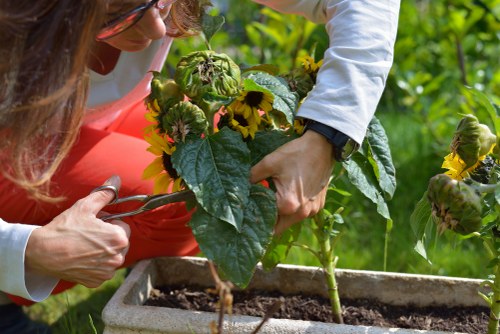 A close-up view of a garden scene showing a person trimming or tending to a large leafy plant with dark green leaves and bright yellow flowers in a rectangular concrete planter, situated in a well-maintained outdoor garden. The garden has a lush background with green foliage and other plants, indicating a healthy and vibrant landscape. The soil in the planter appears dark and moist, and the person's hands are engaged in careful garden maintenance, highlighting outdoor gardening activities in a residential setting in Southwark. The scene emphasizes a neat and organized outdoor space suitable for gardening services focused on plant care, landscaping, and lawn upkeep under good weather conditions, with natural sunlight illuminating the scene.